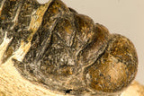 30750 - Well Preserved 2.61 Inch Crotalocephalina (Crotalocephalus) gibbus Lower Devonian Trilobite