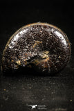 05023 - Stunning Pyritized 1.24 Inch Phylloceras Lower Cretaceous Ammonites