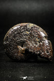 05024 - Stunning Pyritized 1.59 Inch Phylloceras Lower Cretaceous Ammonites