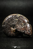 05024 - Stunning Pyritized 1.59 Inch Phylloceras Lower Cretaceous Ammonites