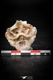 05497 - Top Beautiful 1.19 Inch Palaeophis Magrebianus Paleocene Sea Snake Vertebra Bone