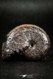 05024 - Stunning Pyritized 1.59 Inch Phylloceras Lower Cretaceous Ammonites
