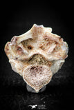 05497 - Top Beautiful 1.19 Inch Palaeophis Magrebianus Paleocene Sea Snake Vertebra Bone