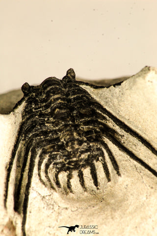 30751 - Top Beautiful 1.64 Inch Leonaspis sp Middle Devonian Trilobite