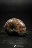 05025 - Beautiful Pyritized 1.20 Inch Phylloceras Lower Cretaceous Ammonites