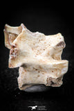 05497 - Top Beautiful 1.19 Inch Palaeophis Magrebianus Paleocene Sea Snake Vertebra Bone