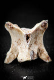 05497 - Top Beautiful 1.19 Inch Palaeophis Magrebianus Paleocene Sea Snake Vertebra Bone