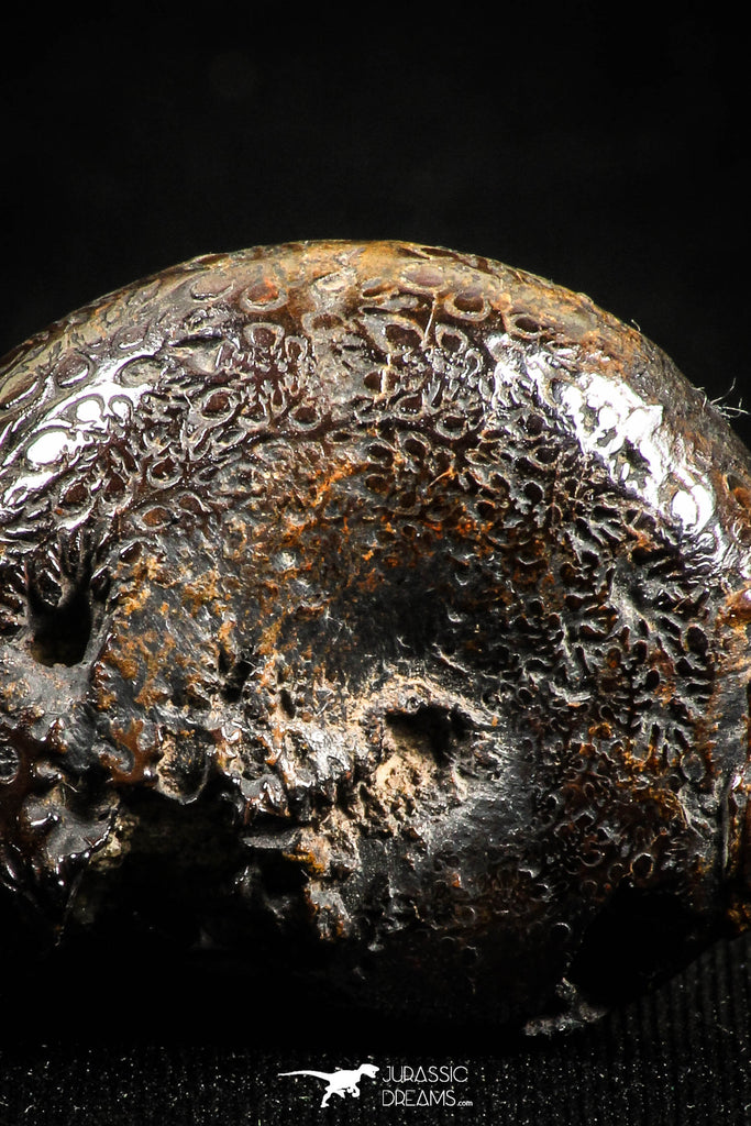 05025 - Beautiful Pyritized 1.20 Inch Phylloceras Lower Cretaceous Ammonites