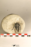 30752 - NIcely Preserved 1.30 Inch Cyphaspis (Otarion) cf. boutscharafinense Devonian Trilobite
