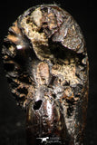 05025 - Beautiful Pyritized 1.20 Inch Phylloceras Lower Cretaceous Ammonites