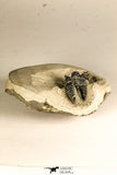 30752 - NIcely Preserved 1.30 Inch Cyphaspis (Otarion) cf. boutscharafinense Devonian Trilobite