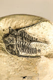 30752 - NIcely Preserved 1.30 Inch Cyphaspis (Otarion) cf. boutscharafinense Devonian Trilobite