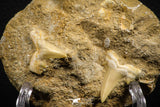 07682 - Great Association 2 Cretolamna maroccana (mackerel shark) Teeth in Matrix