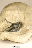 30752 - NIcely Preserved 1.30 Inch Cyphaspis (Otarion) cf. boutscharafinense Devonian Trilobite