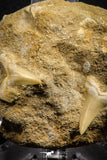 07682 - Great Association 2 Cretolamna maroccana (mackerel shark) Teeth in Matrix