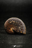 05027 - Beautiful Pyritized 1.20 Inch Unidentified Lower Cretaceous Ammonites
