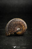 05027 - Beautiful Pyritized 1.20 Inch Unidentified Lower Cretaceous Ammonites