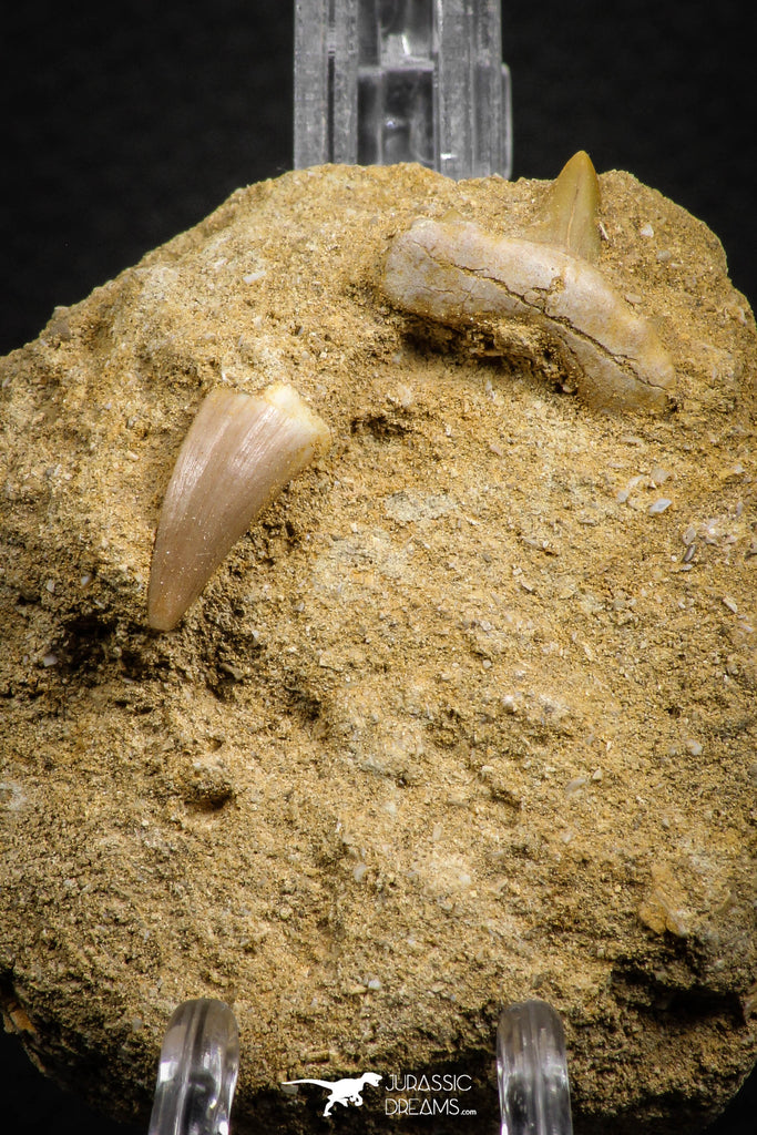 07683 - Great Association Cretolamna (mackerel shark) Tooth + Eremiasaurus (Mosasaur) Tooth in Matrix