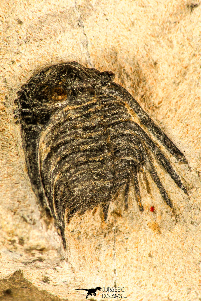 30753 - Nicely Preserved 0.72 Inch Leonaspis sp Middle Devonian Trilobite