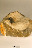 30753 - Nicely Preserved 0.72 Inch Leonaspis sp Middle Devonian Trilobite