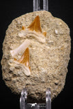 07684 - Finest Association 2 Cretolamna (mackerel shark) Teeth + Enchodus Tooth in Matrix