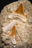 07684 - Finest Association 2 Cretolamna (mackerel shark) Teeth + Enchodus Tooth in Matrix
