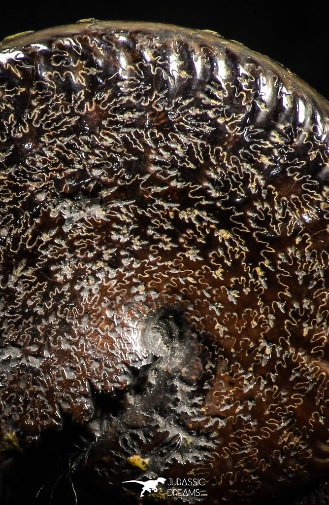 05028 - Beautiful Pyritized 1.44 Inch Unidentified Lower Cretaceous Ammonites