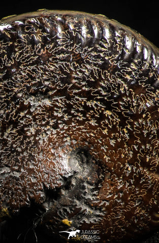 05028 - Beautiful Pyritized 1.44 Inch Unidentified Lower Cretaceous Ammonites