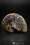 05028 - Beautiful Pyritized 1.44 Inch Unidentified Lower Cretaceous Ammonites
