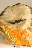30753 - Nicely Preserved 0.72 Inch Leonaspis sp Middle Devonian Trilobite