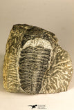 30754 - Top Beautiful 2.50 Inch Austerops sp Lower Devonian Trilobite