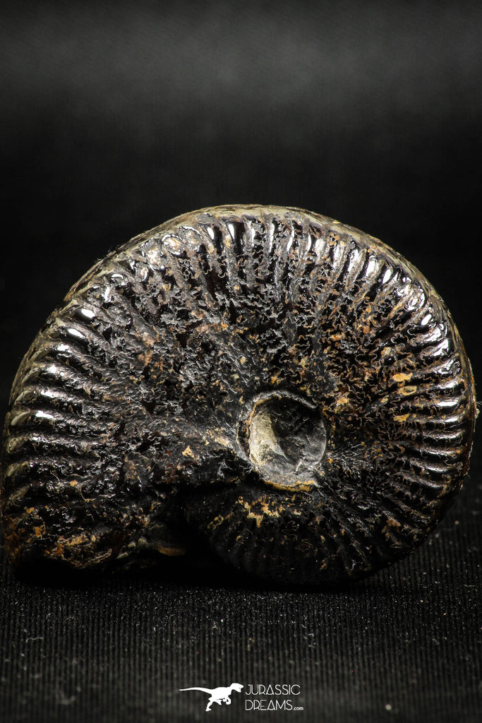 05029 - Beautiful Pyritized 1.69 Inch Unidentified Lower Cretaceous Ammonites
