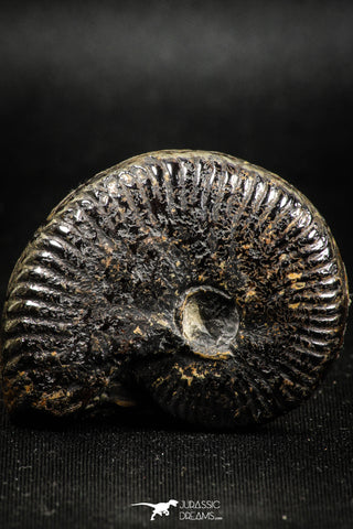 05029 - Beautiful Pyritized 1.69 Inch Unidentified Lower Cretaceous Ammonites