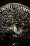 05029 - Beautiful Pyritized 1.69 Inch Unidentified Lower Cretaceous Ammonites