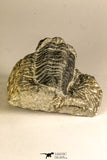30754 - Top Beautiful 2.50 Inch Austerops sp Lower Devonian Trilobite
