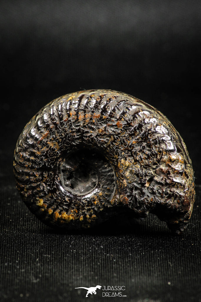 05031 - Beautiful Pyritized 1.54 Inch Unidentified Lower Cretaceous Ammonites