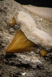 07687 - Finest Association Cretolamna (mackerel shark) Tooth + Enchodus Tooth in Matrix
