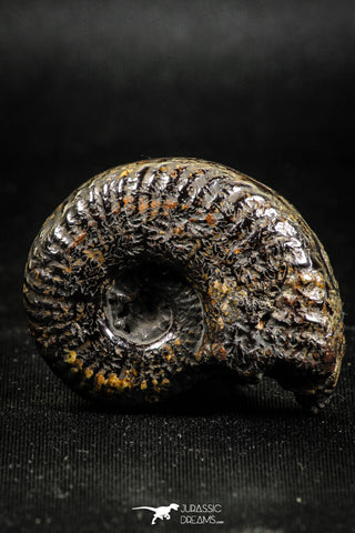 05031 - Beautiful Pyritized 1.54 Inch Unidentified Lower Cretaceous Ammonites
