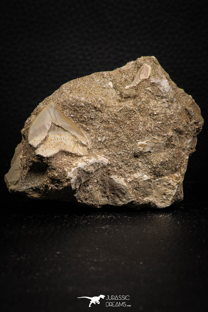 07688 - Top Quality 0.98 Inch Squalicorax pristodontus (Crow Shark) Tooth in Natural Matrix