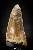 08102 - Top Huge 1.80 Inch Elosuchus Cherifiensis Crocodile Tooth Cretaceous KemKem