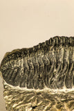 30754 - Top Beautiful 2.50 Inch Austerops sp Lower Devonian Trilobite