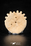 88236 - Top Beautiful 1.25 Inch Heliophora orbicularis (Urchin) Upper Pliocene