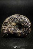 05031 - Beautiful Pyritized 1.54 Inch Unidentified Lower Cretaceous Ammonites