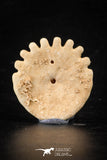 88237 - Top Beautiful 1.11 Inch Heliophora orbicularis (Urchin) Upper Pliocene