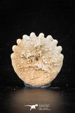 88238 - Top Beautiful 0.99 Inch Heliophora orbicularis (Urchin) Upper Pliocene