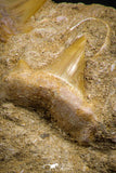 07689 - Great Association 2 Cretolamna maroccana (mackerel shark) Teeth in Matrix