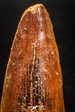05032 - Beautiful 1.63 Inch Spinosaurus Dinosaur Tooth Cretaceous