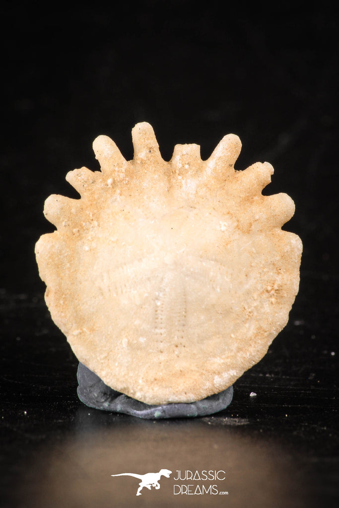 88240 - Top Beautiful 1.00 Inch Heliophora orbicularis (Urchin) Upper Pliocene