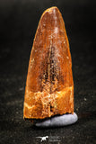 05032 - Beautiful 1.63 Inch Spinosaurus Dinosaur Tooth Cretaceous