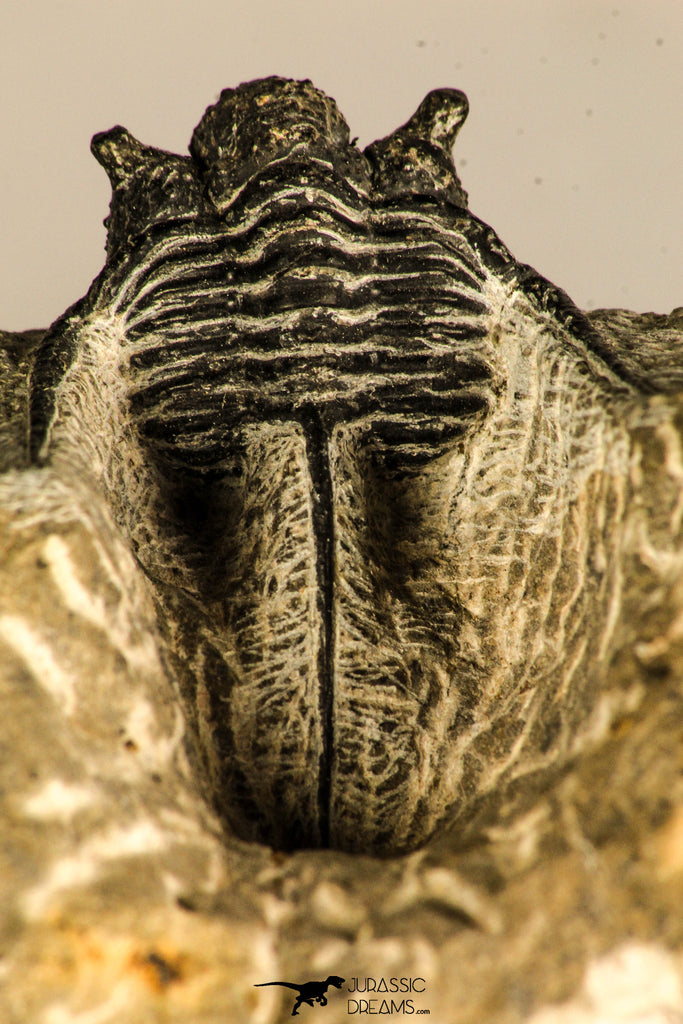 30755 - Beautiful 1.30 Inch Cyphaspis (Otarion) cf. boutscharafinense Devonian Trilobite